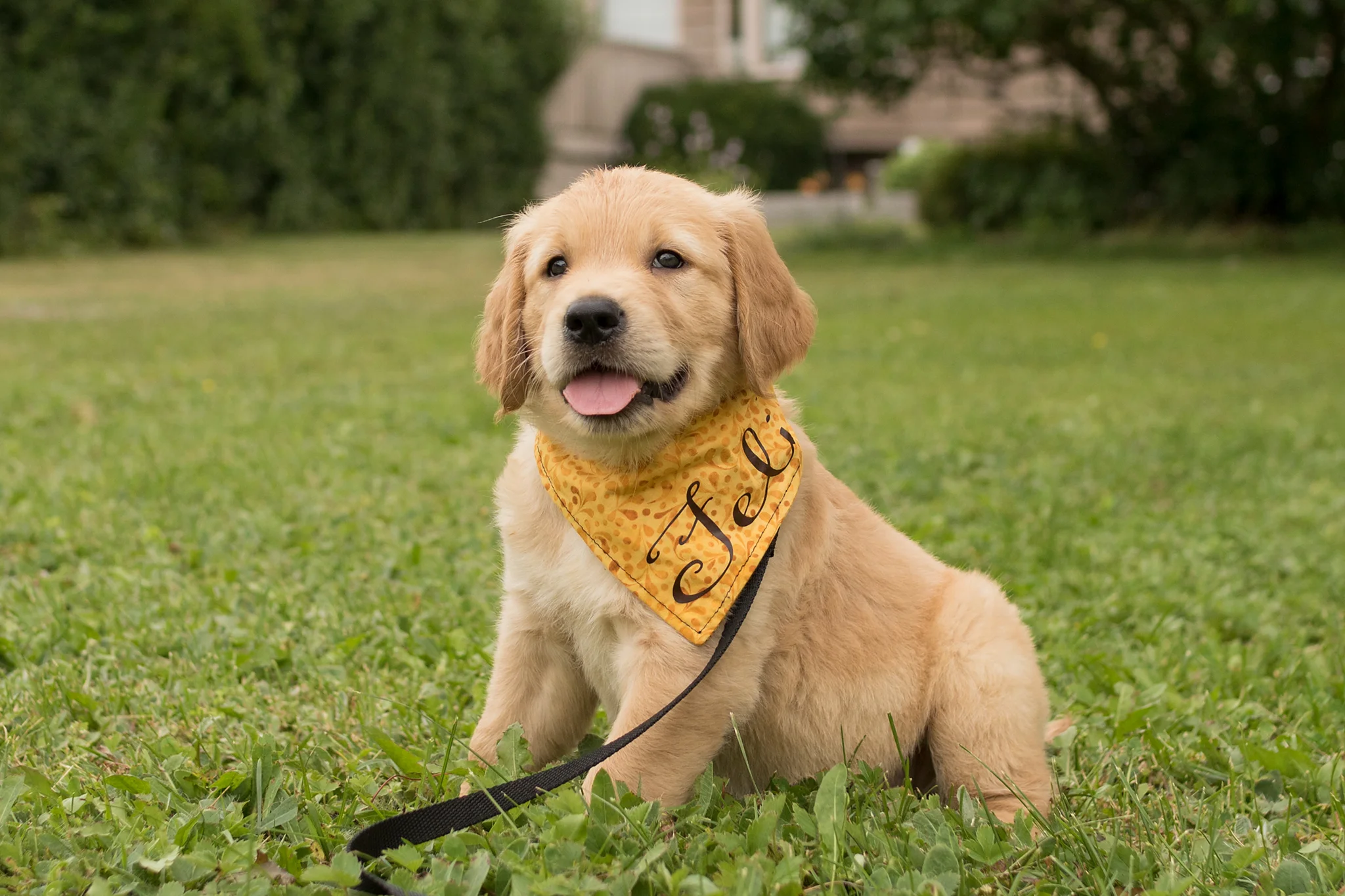 Halifax Dog Photographer - Puppies Puppies Puppies! — Wet Nose Images